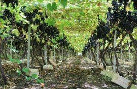 Expert: Lipsa de apă constituie o provocare majoră pentru viticultori