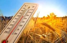 Летняя погода в Европе может негативно сказаться на урожае - agroexpert.md