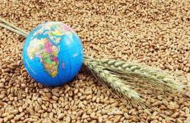 ФАО увеличила прогноз мирового производства зерновых - agroexpert.md