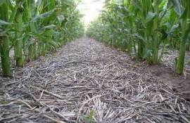 No-till приносит наибольшую прибыль при выращивании кукурузы и сои - agroexpert.md