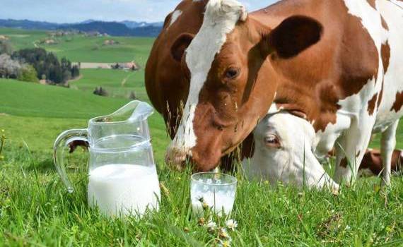 Сезон больших удоев сдерживает рост цен на молоко в Европе - agroexpert.md  