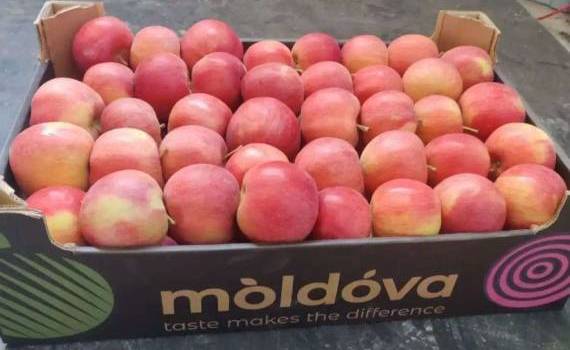 Перспективы экспорта из Молдовы яблок урожая-2023 оптимистичны - agroexpert.md   
