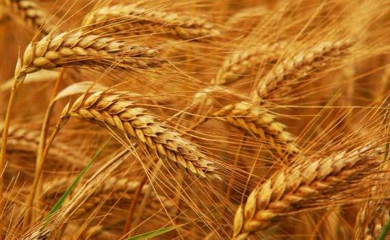 Prețul grâului a crescut Iurie Rija - agroexpert.md
