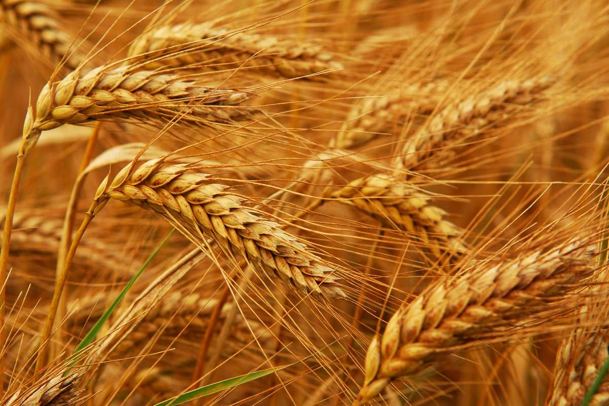 Prețul grâului a crescut Iurie Rija - agroexpert.md