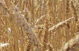 Еврокомиссия снизила прогноз урожая пшеницы в ЕС в новом сезоне - agroexpert.md 