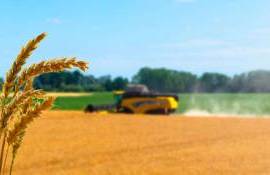 UE a redus prognoza pentru recolta de grâu - agroexpert.md