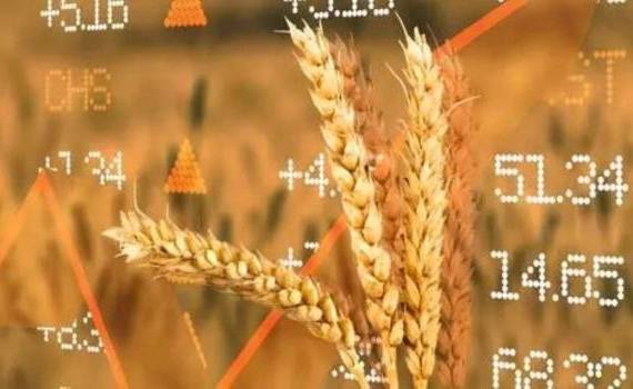 Пшеница из ЕС продолжает расти, поскольку рынок опасается засухи - agroexpert.md