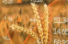 Пшеница из ЕС продолжает расти, поскольку рынок опасается засухи - agroexpert.md